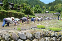 つづら棚田オーナー