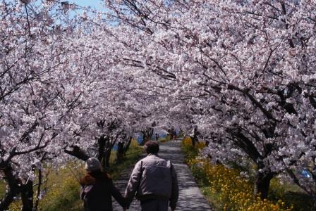 流川の桜並木を歩く