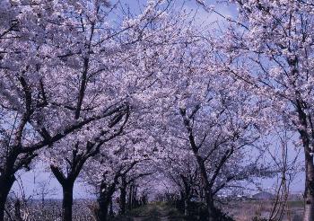 桜の名所 流川の桜並木