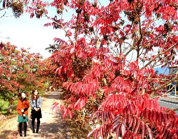 はぜ紅葉のころ2012