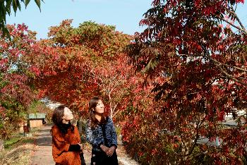 はぜ紅葉のころ2012