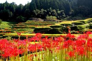 市の花　彼岸花（ひがんばな）