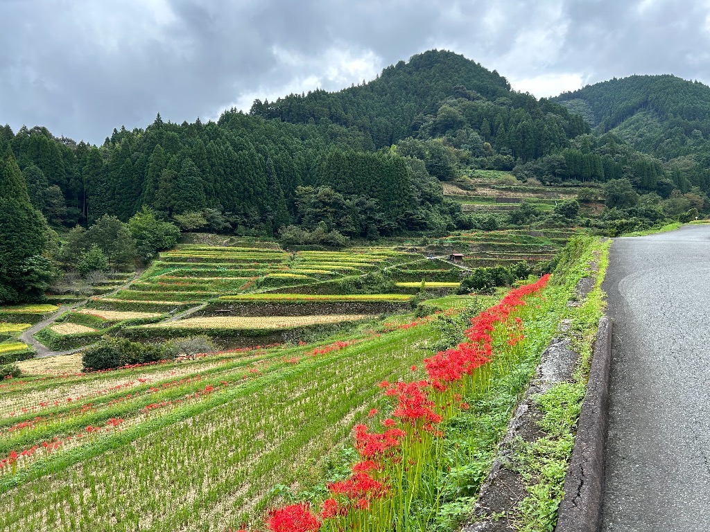彼岸花