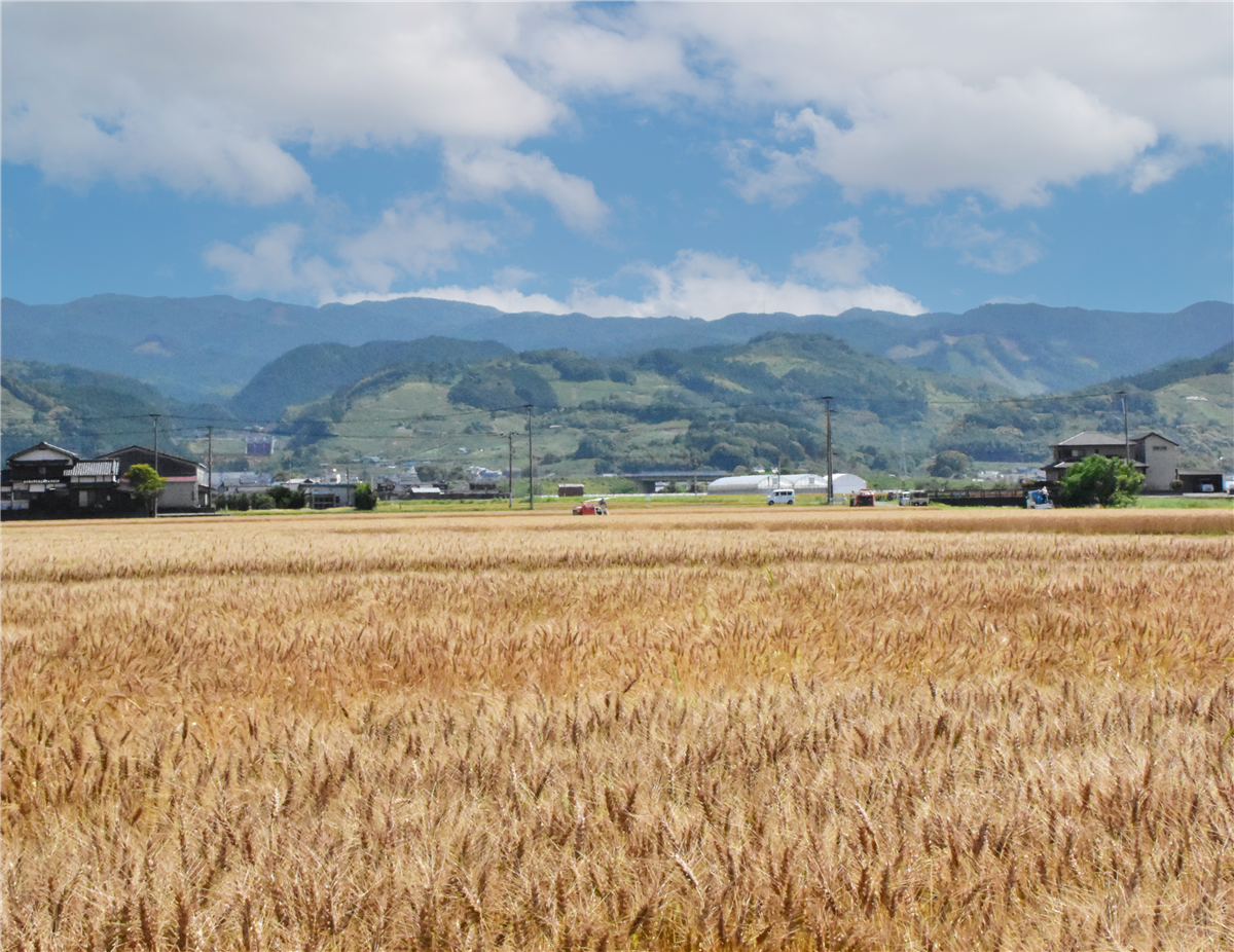 小麦の伝統を「うきは」から未来への画像