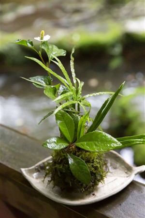 苔玉づくり