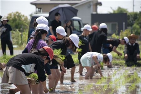 田植えをするこどもたち