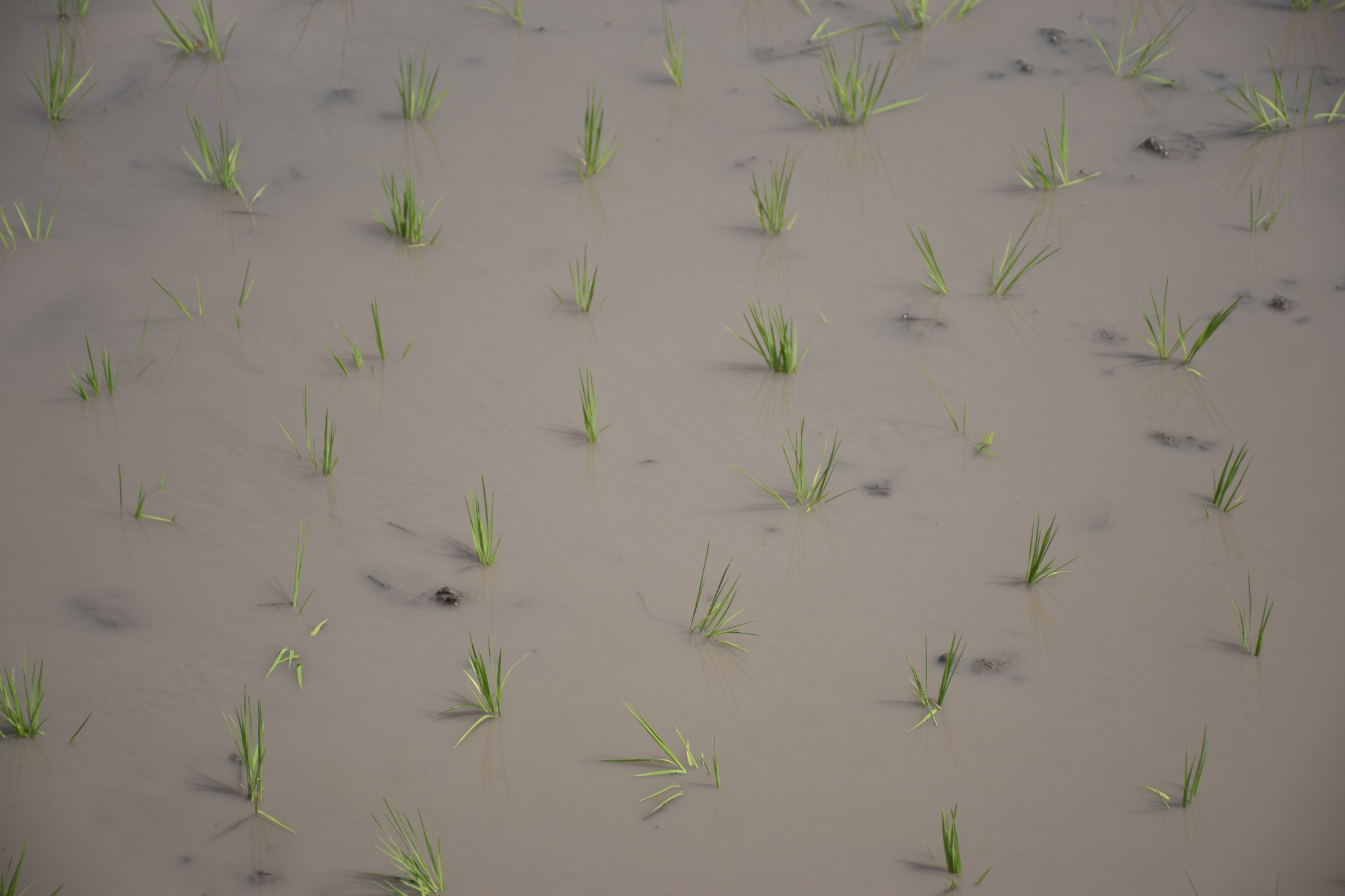 こどもたちの植えた苗