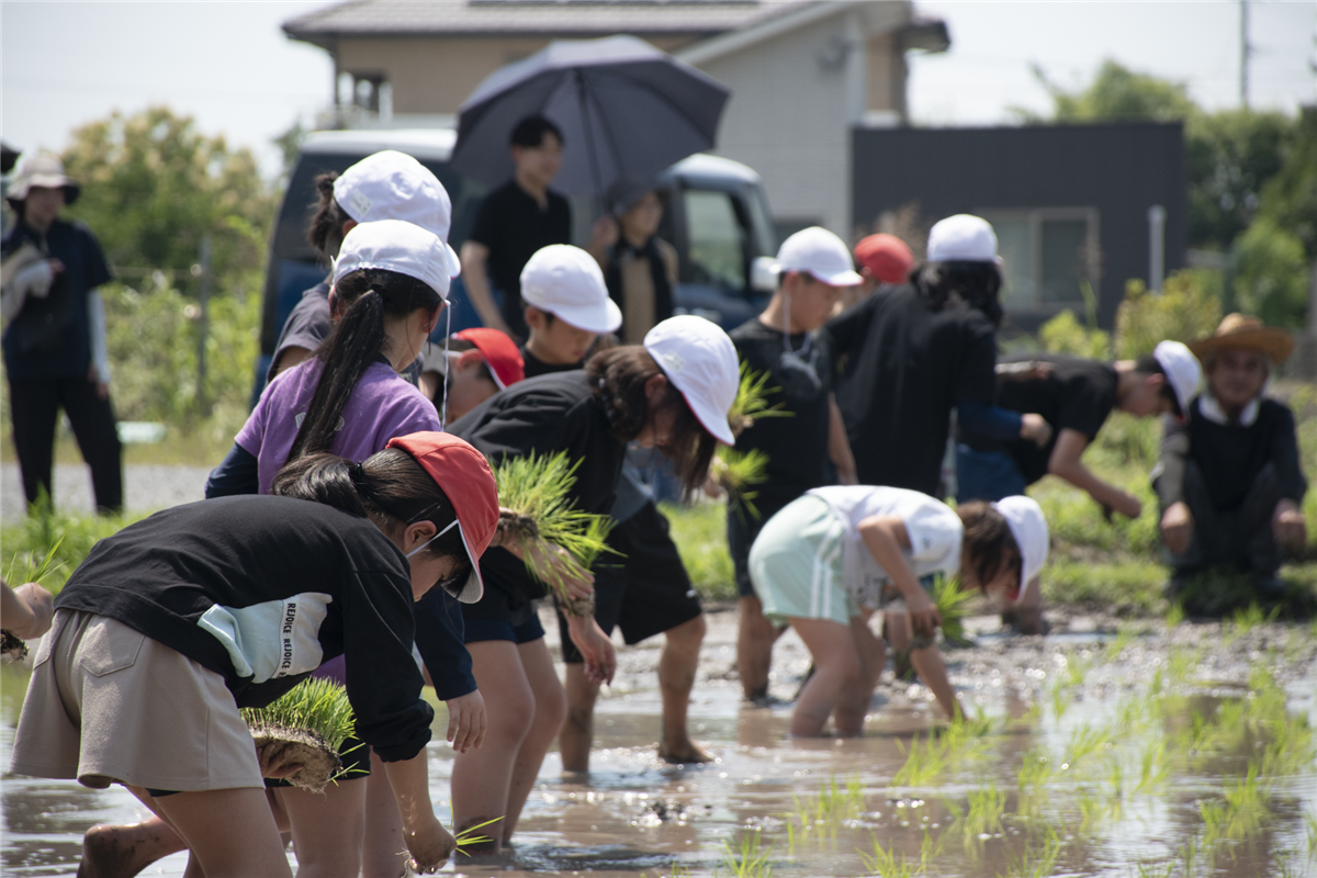 千年小学校5年生、田植えにチャレンジ！の画像