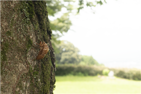 吉井百年公園せみの抜け殻
